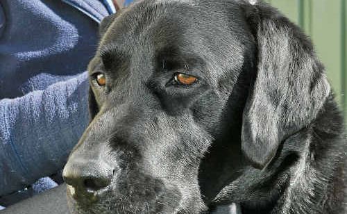Two-year-old Scout is still best mates with Dr Rebecca Rowbotham’s despite his desexing. Two-year-old Scout is still best mates with Dr Rebecca Rowbotham’s despite his desexing.